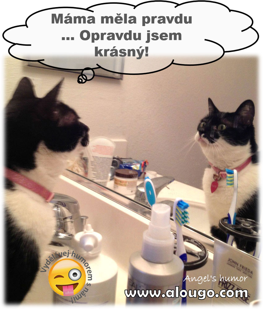 Kočičí boss v zrcadle