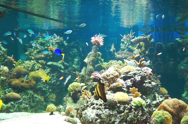 Akvaristika, rybičky a akvárium